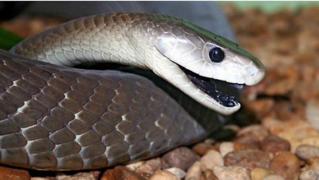 Standart Bir Kobra Yılanının Zehrini Sinek Isırığı Gibi Gösterecek Dünyanın En Zehirli 3 Yılanı