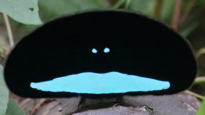 Çiftleşirken Dünyanın En Siyah Maddesine İlham Olan Canlı: Cennet Kuşu