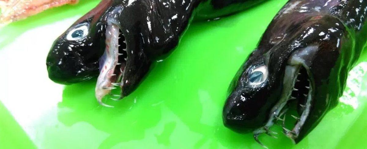 Tayvan’da, Bilim Kurgu Filmi Efektlerini Andıran Korkunç Balıklar Sahile Vurdu