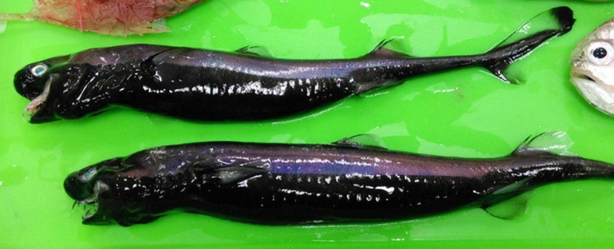 Tayvan’da, Bilim Kurgu Filmi Efektlerini Andıran Korkunç Balıklar Sahile Vurdu