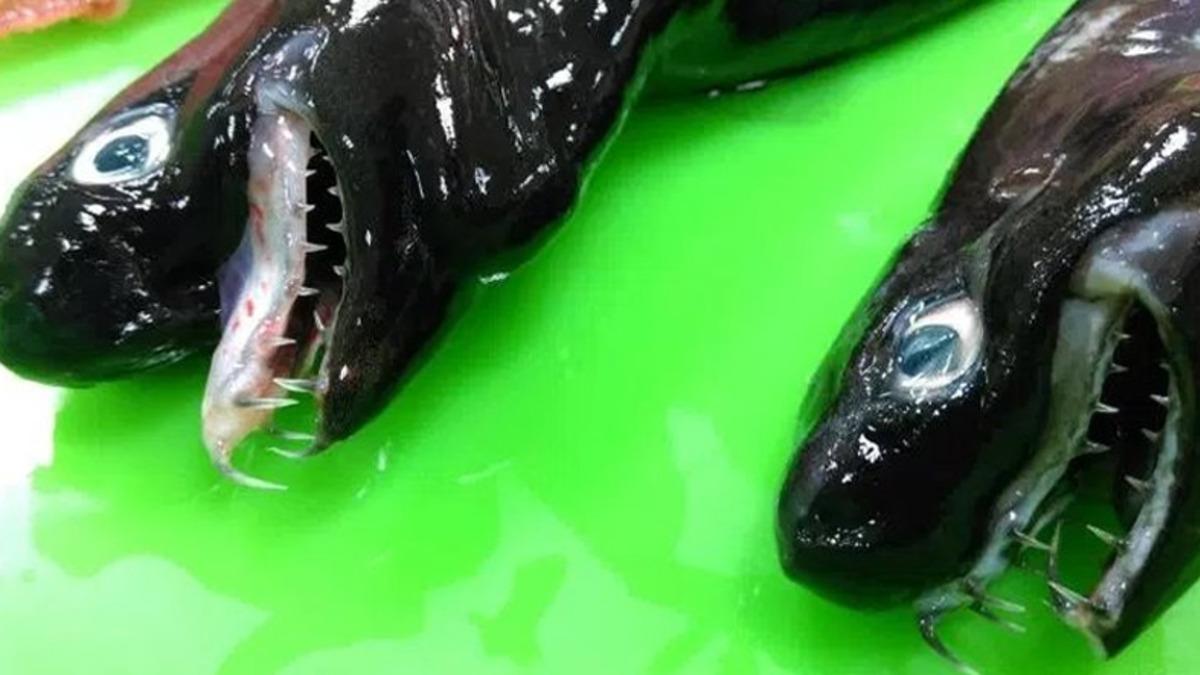 Tayvan’da, Bilim Kurgu Filmi Efektlerini Andıran Korkunç Balıklar Sahile Vurdu