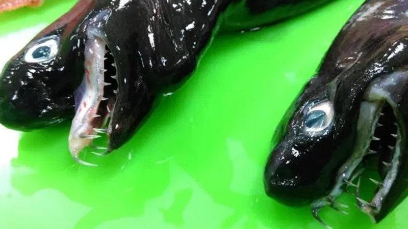 Tayvan’da, Bilim Kurgu Filmi Efektlerini Andıran Korkunç Balıklar Sahile Vurdu