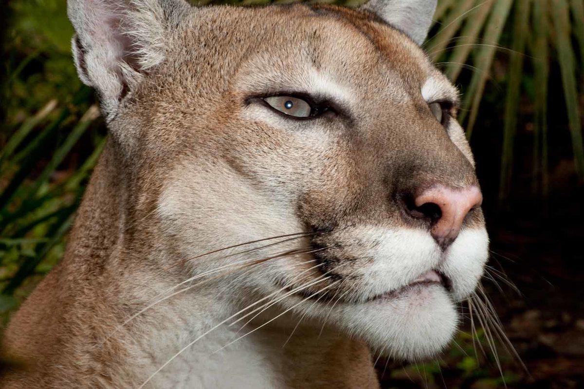 Gündelik Hayatta Fark Etmeden Hepimizin Sık Sık Yaptığı Hata: Aptal Puma Sendromu
