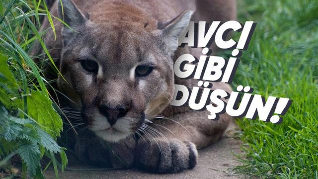 Gündelik Hayatta Fark Etmeden Hepimizin Sık Sık Yaptığı Hata: Aptal Puma Sendromu