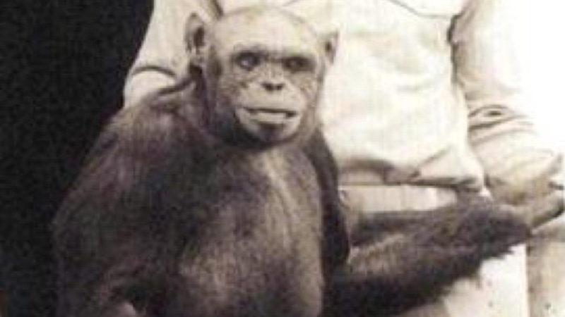“100 Yıl Önce, İnsan ve Şempanze Melezi Bir Canlı Geliştirildi!"