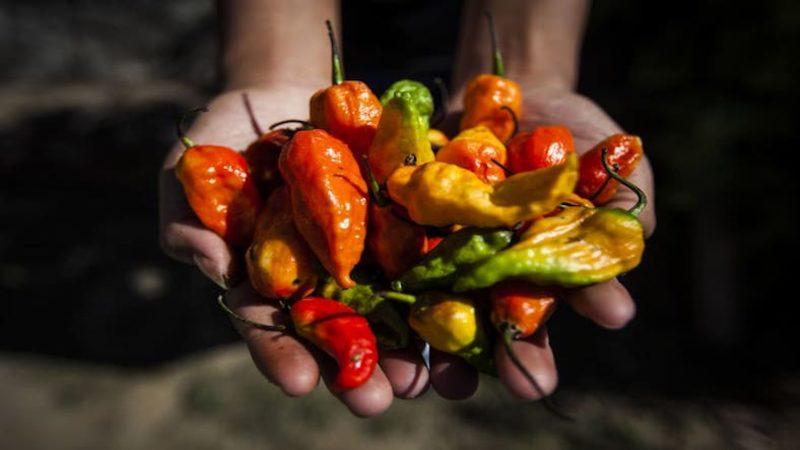 Dünyanın En Acı Biberini Yemeden Önce Bilmeniz Gereken Her Şey