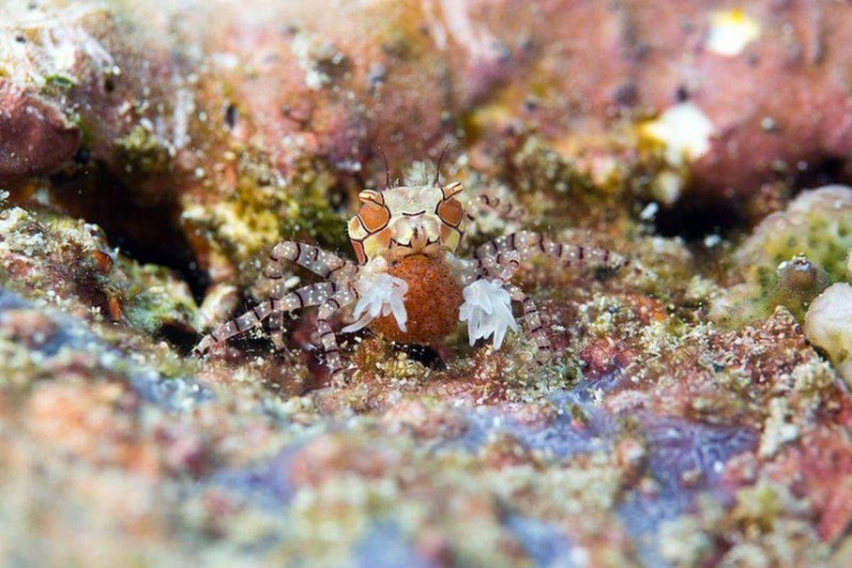 Her Biri Pokemon Özelliği Gibi: Hayvanların Tehlikelere Karşı Geliştirdikleri En İyi Savunma Mekanizmaları