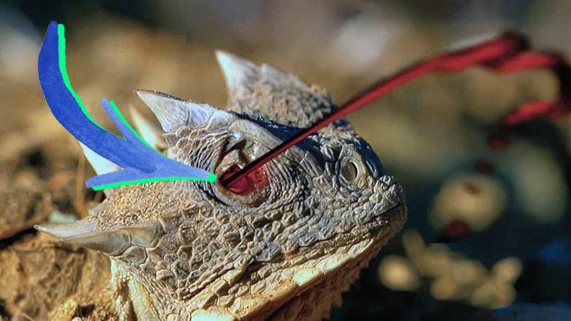 Her Biri Pokemon Özelliği Gibi: Hayvanların Tehlikelere Karşı Geliştirdikleri En İyi Savunma Mekanizmaları