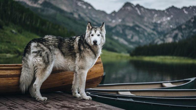 Instagram’da Milyonlarca Takipçisi Olan En Popüler 10 Köpek