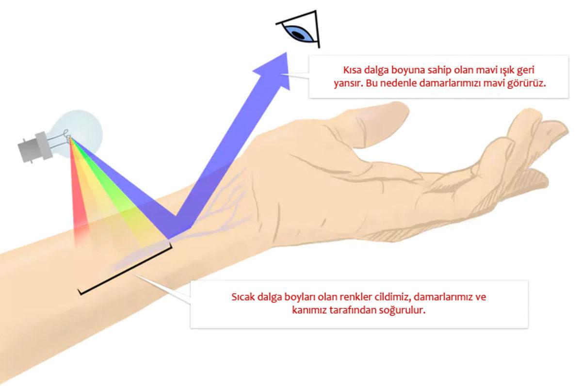 Kanımız Kırmızı Olduğu Halde Damarlarımızı Neden Mavi Renkte Görüyoruz?