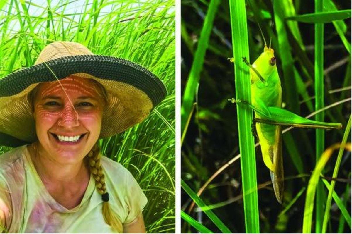 Tuz, Böceklerin Orantısız Bir Şekilde Çoğalmasına Neden Oluyor