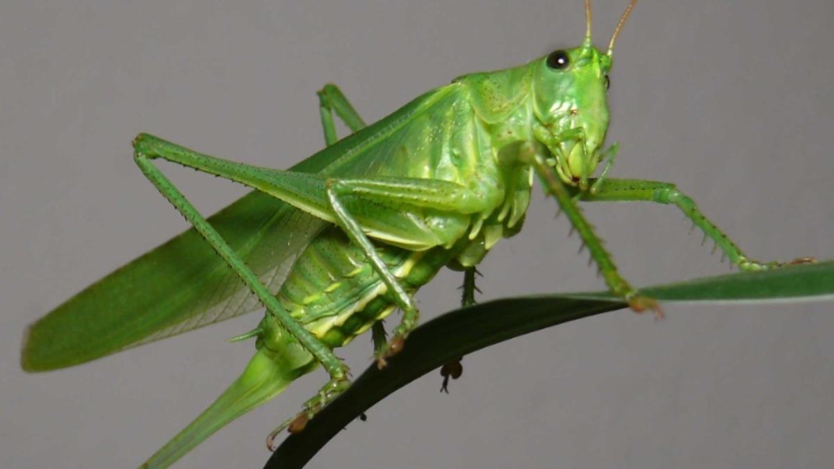 Tuz, Böceklerin Orantısız Bir Şekilde Çoğalmasına Neden Oluyor