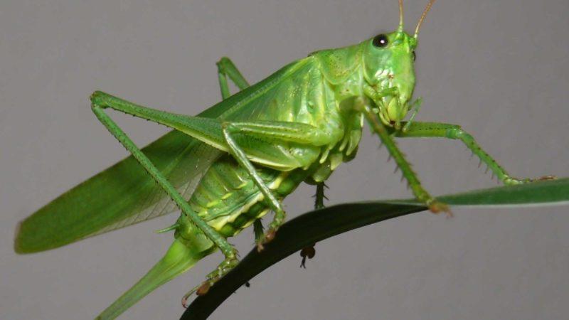 Tuz, Böceklerin Orantısız Bir Şekilde Çoğalmasına Neden Oluyor