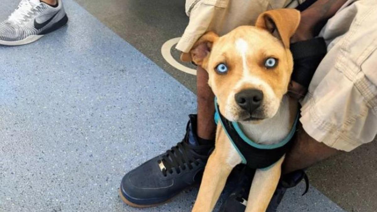 İki Farklı Cinsin Birleşimi İle Oluşan Birbirinden Tatlı 17 Köpek Fotoğrafı