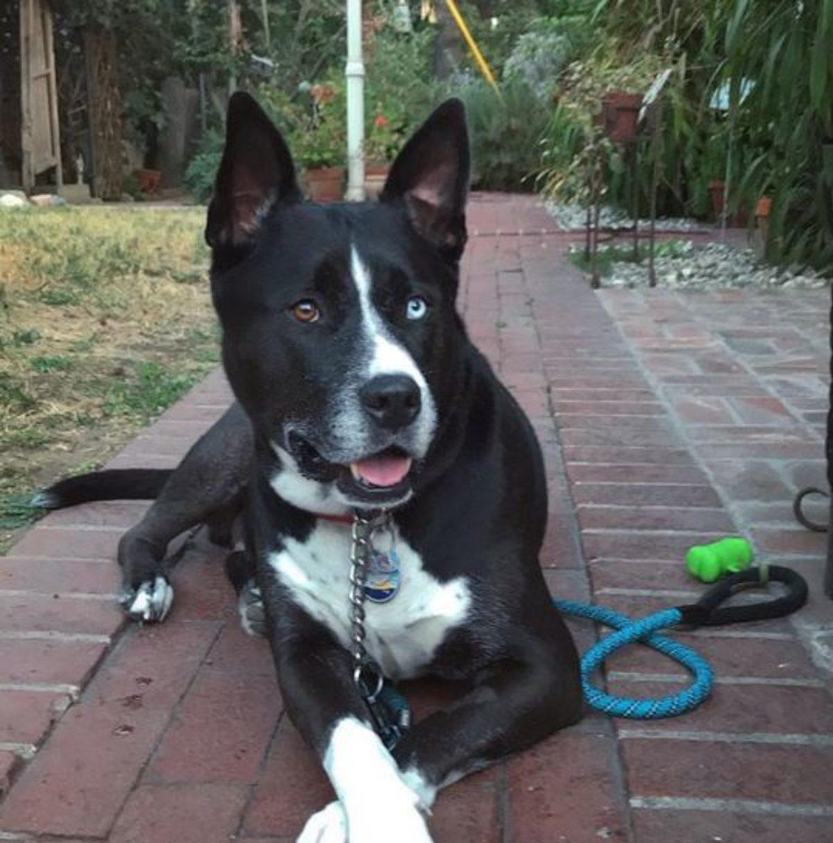 İki Farklı Cinsin Birleşimi İle Oluşan Birbirinden Tatlı 17 Köpek Fotoğrafı