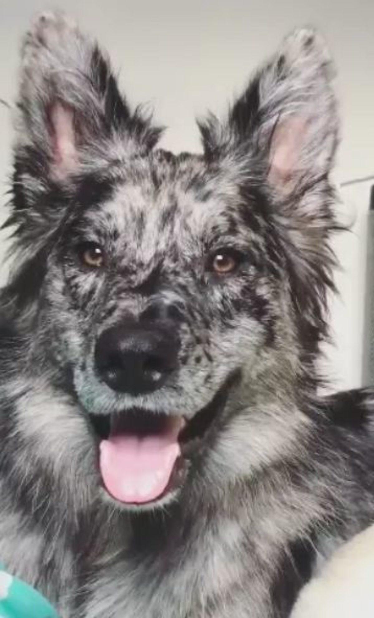 İki Farklı Cinsin Birleşimi İle Oluşan Birbirinden Tatlı 17 Köpek Fotoğrafı