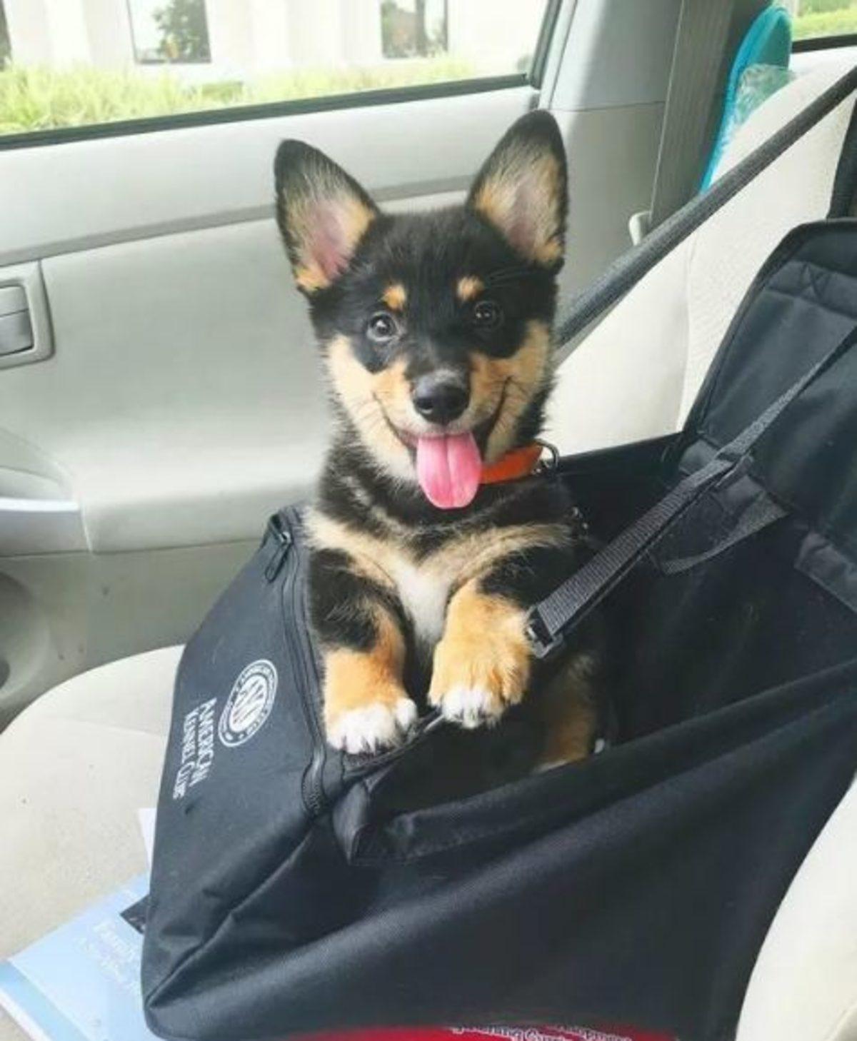 İki Farklı Cinsin Birleşimi İle Oluşan Birbirinden Tatlı 17 Köpek Fotoğrafı