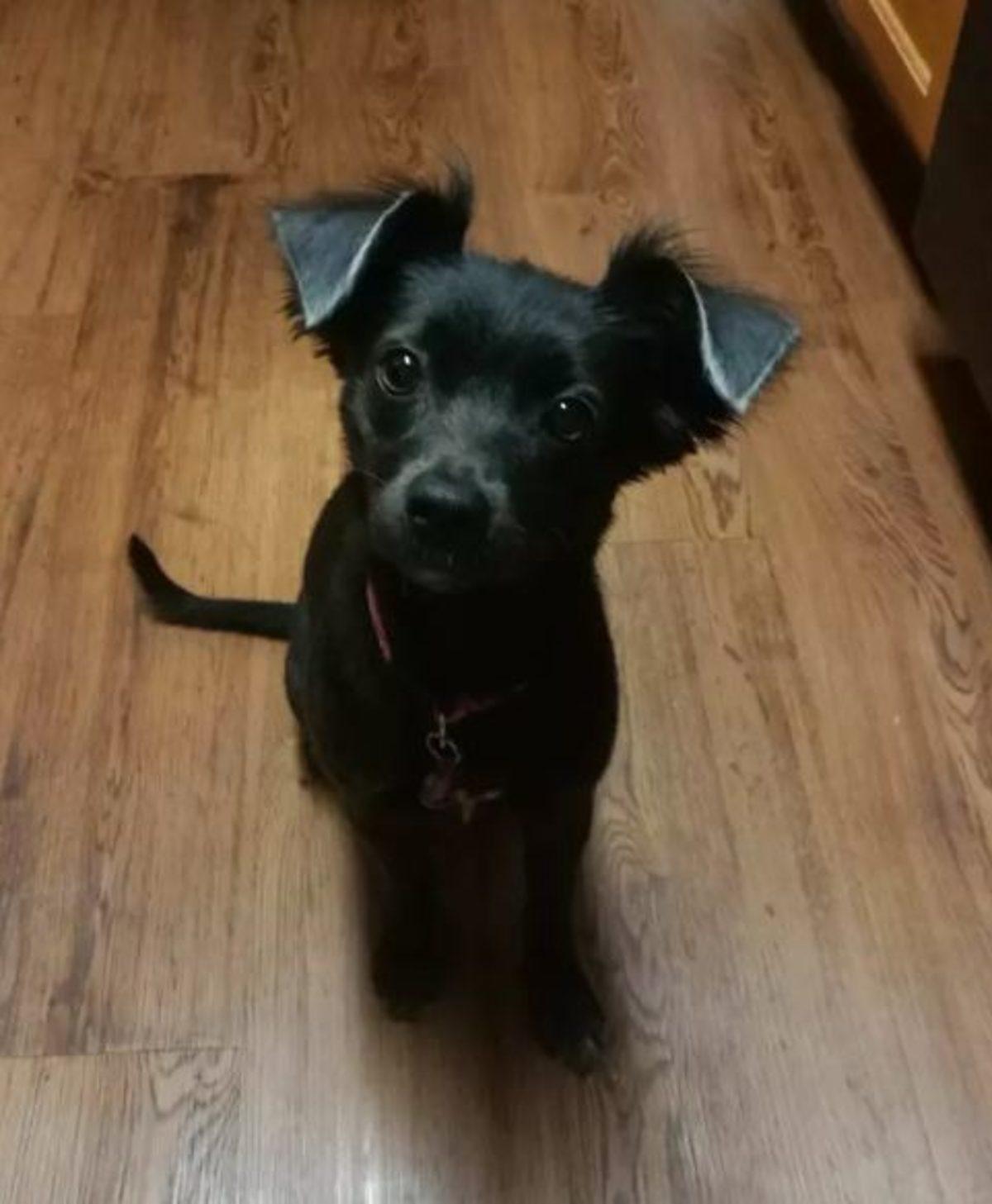 İki Farklı Cinsin Birleşimi İle Oluşan Birbirinden Tatlı 17 Köpek Fotoğrafı