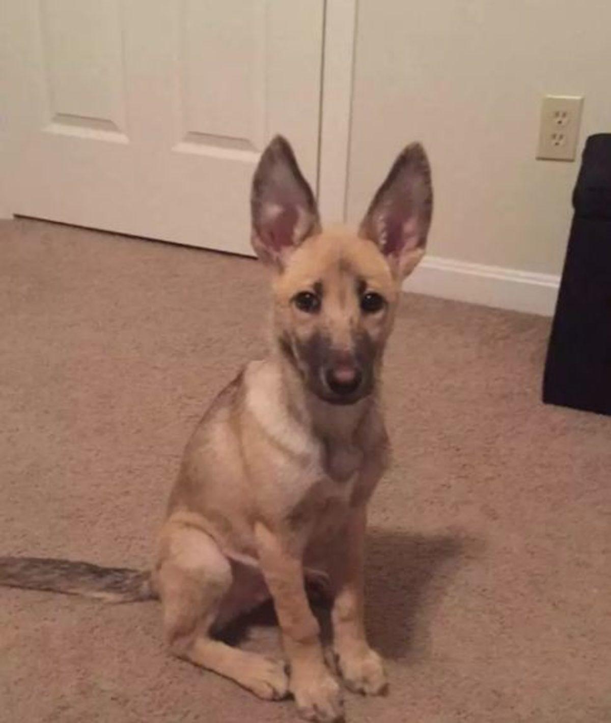 İki Farklı Cinsin Birleşimi İle Oluşan Birbirinden Tatlı 17 Köpek Fotoğrafı