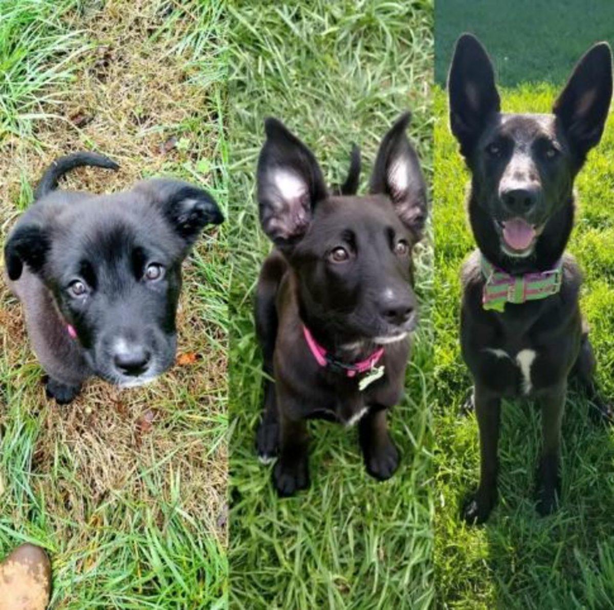 İki Farklı Cinsin Birleşimi İle Oluşan Birbirinden Tatlı 17 Köpek Fotoğrafı