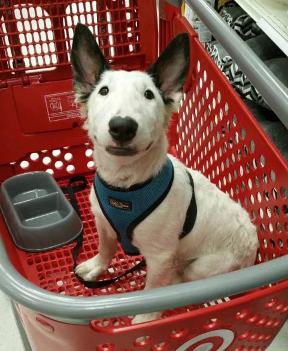 İki Farklı Cinsin Birleşimi İle Oluşan Birbirinden Tatlı 17 Köpek Fotoğrafı