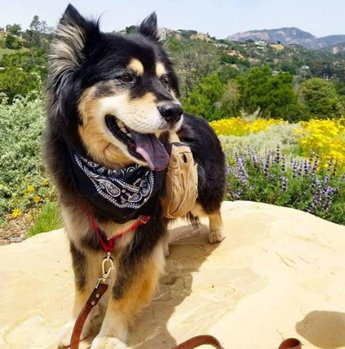 İki Farklı Cinsin Birleşimi İle Oluşan Birbirinden Tatlı 17 Köpek Fotoğrafı