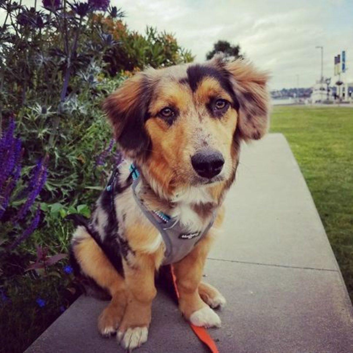 İki Farklı Cinsin Birleşimi İle Oluşan Birbirinden Tatlı 17 Köpek Fotoğrafı