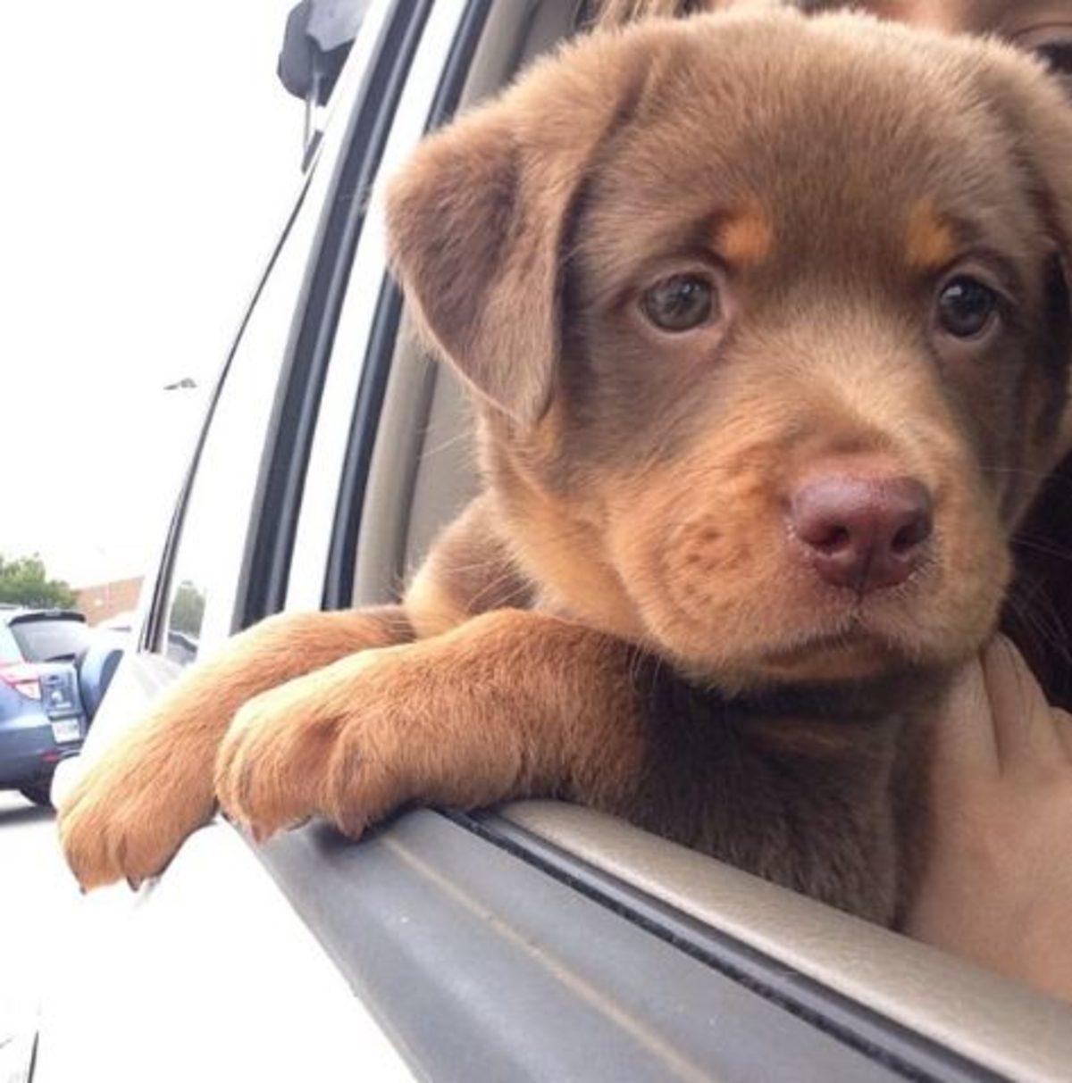 İki Farklı Cinsin Birleşimi İle Oluşan Birbirinden Tatlı 17 Köpek Fotoğrafı