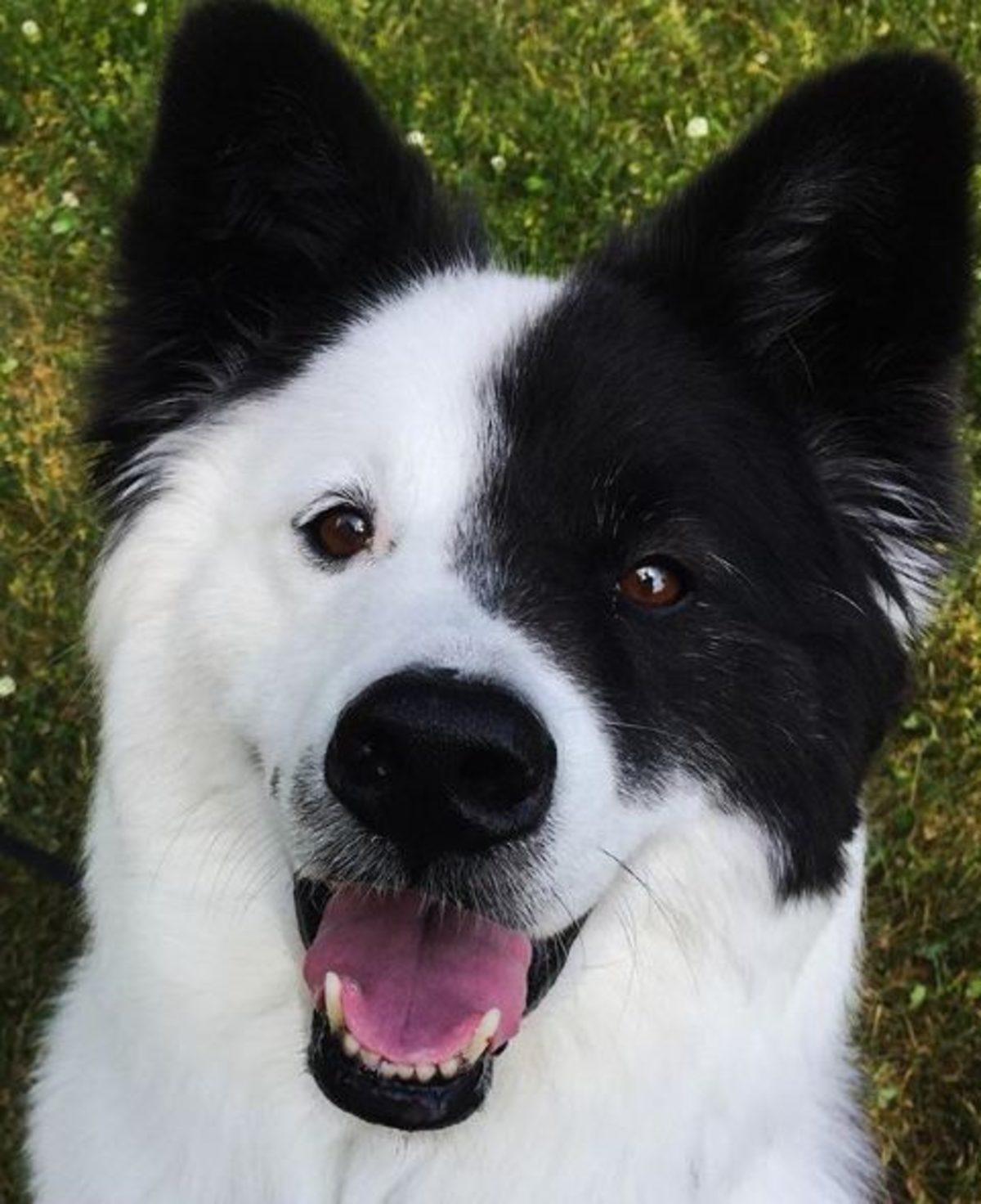 İki Farklı Cinsin Birleşimi İle Oluşan Birbirinden Tatlı 17 Köpek Fotoğrafı
