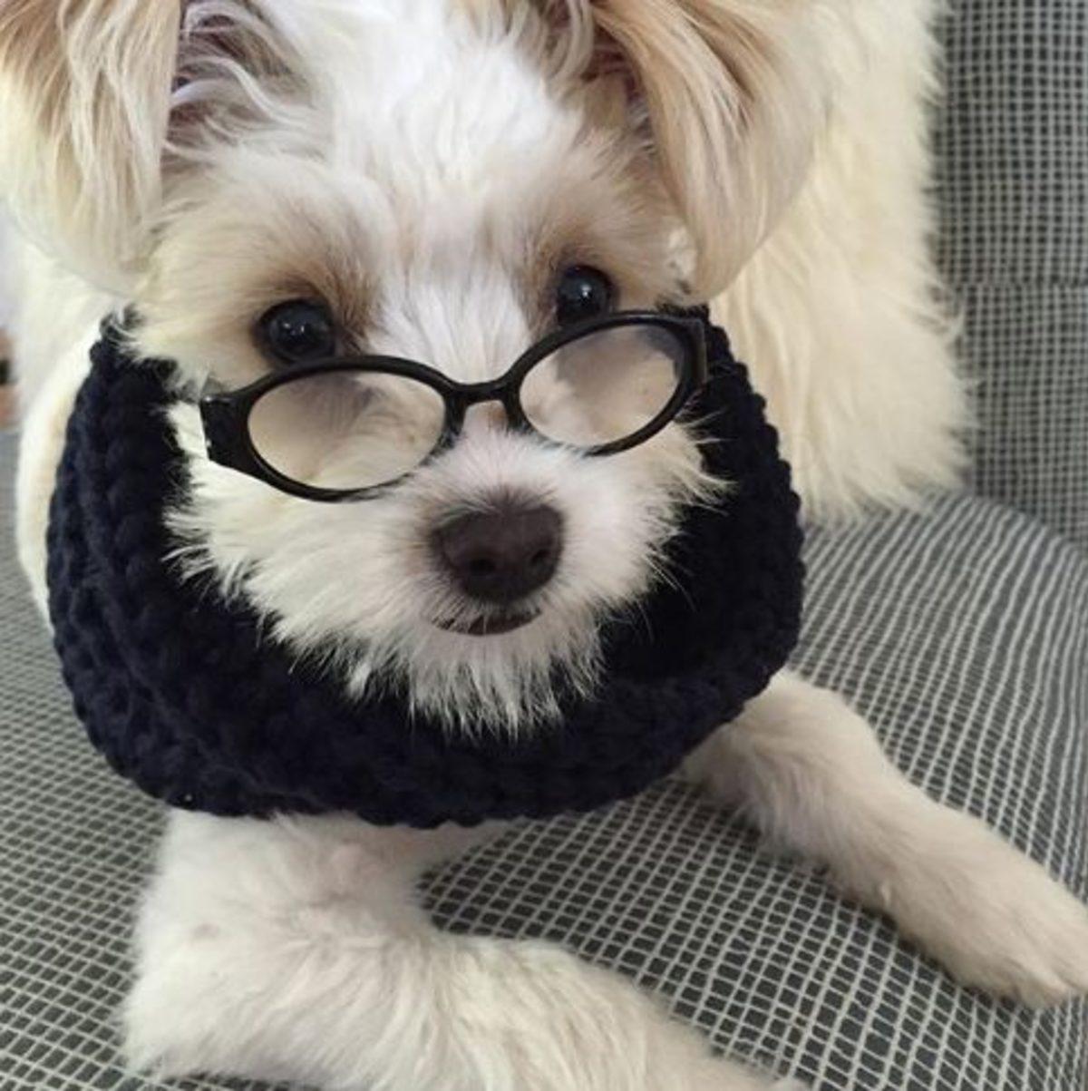 İki Farklı Cinsin Birleşimi İle Oluşan Birbirinden Tatlı 17 Köpek Fotoğrafı