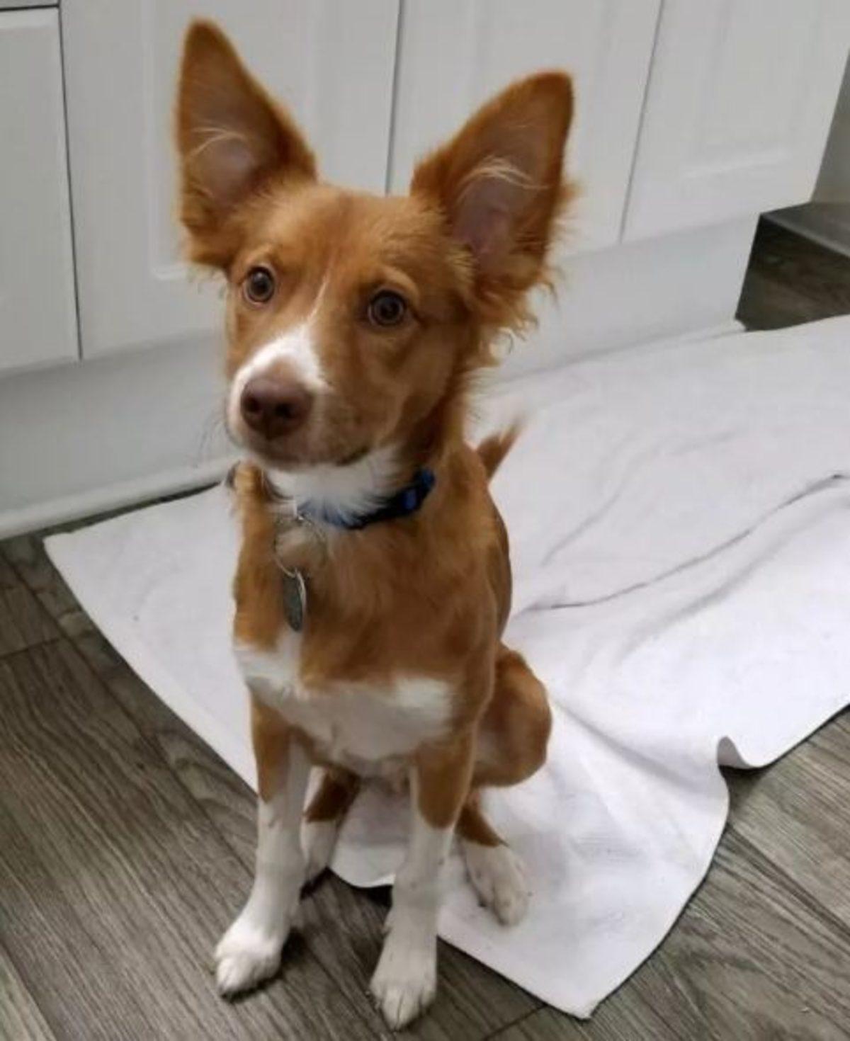 İki Farklı Cinsin Birleşimi İle Oluşan Birbirinden Tatlı 17 Köpek Fotoğrafı