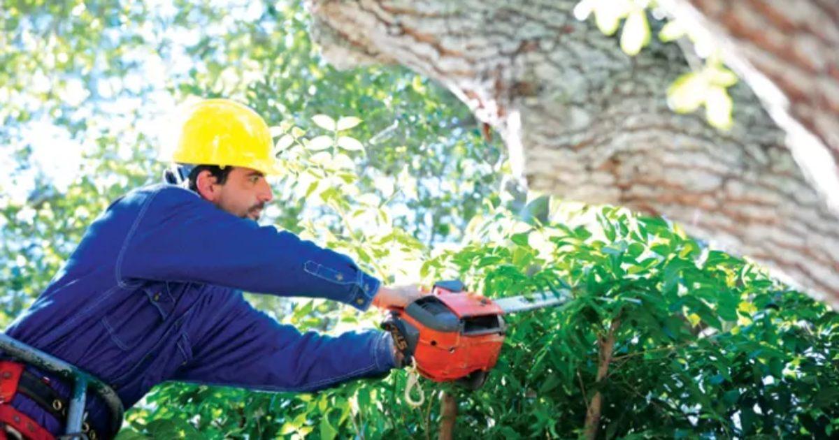 30 Yıl Boyunca Çocuğu Gibi Baktığı Ağacı Kesilen Adamın Viral Olan İntikamı!