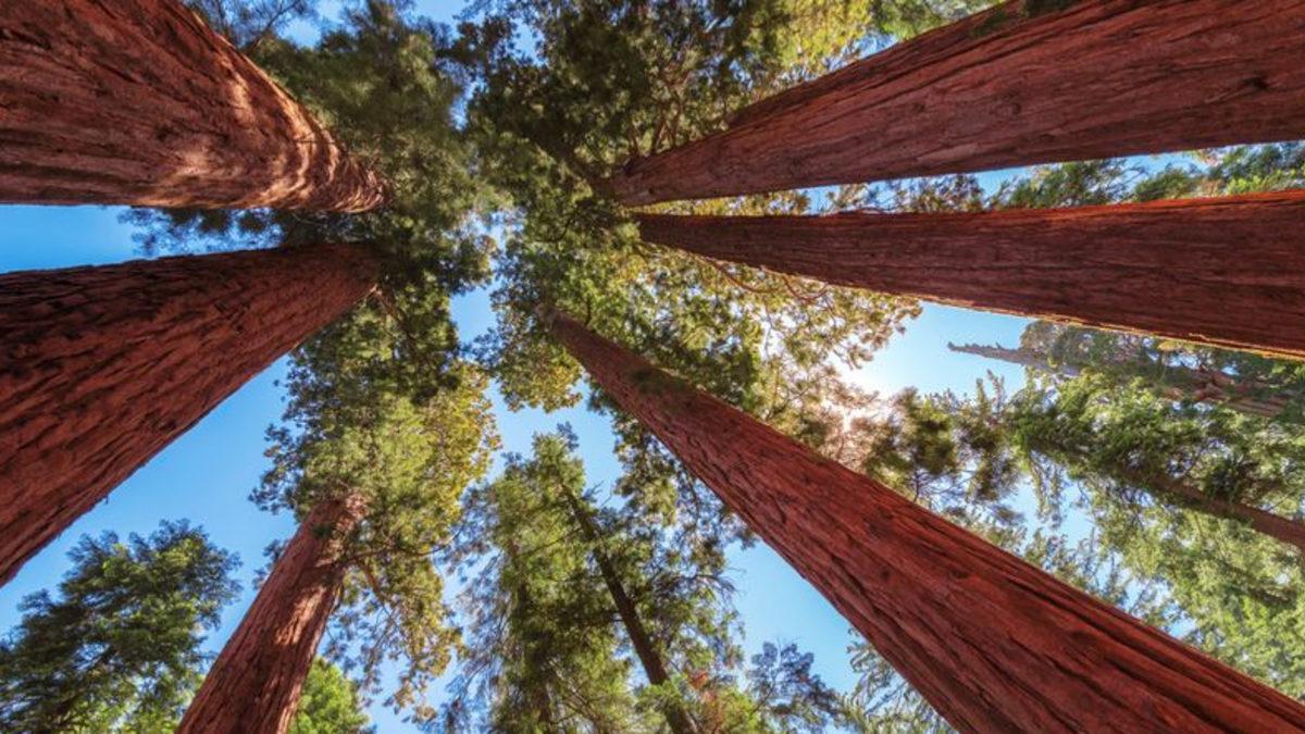 30 Yıl Boyunca Çocuğu Gibi Baktığı Ağacı Kesilen Adamın Viral Olan İntikamı!