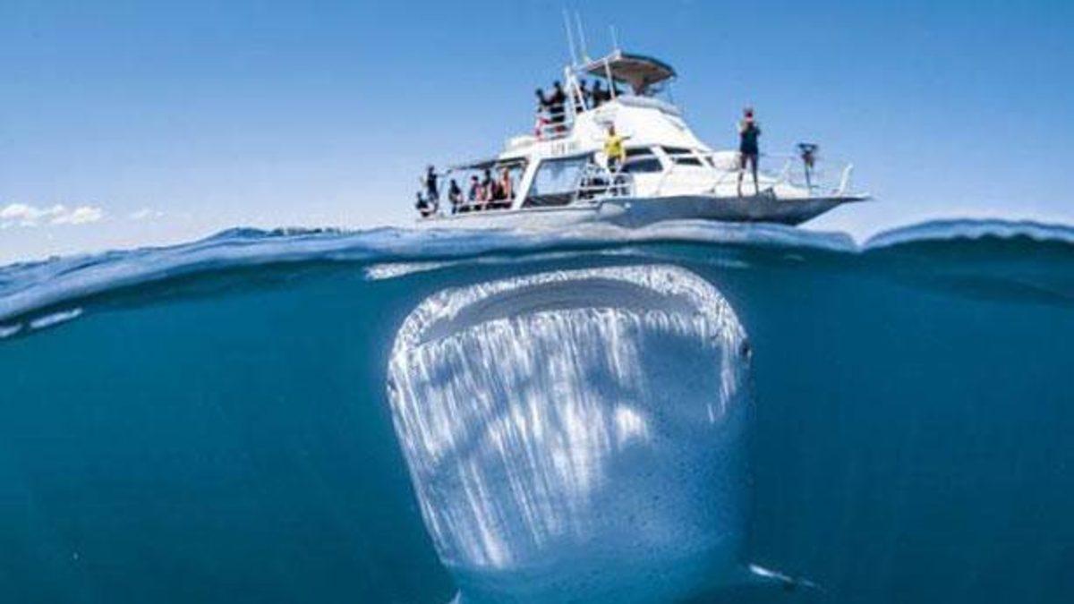 Balina Köpek Balıkları Hakkında Bilmeniz Gereken En Şaşırtıcı Gerçekler