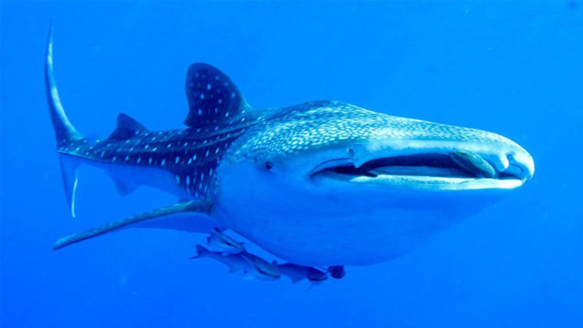 Balina Köpek Balıkları Hakkında Bilmeniz Gereken En Şaşırtıcı Gerçekler