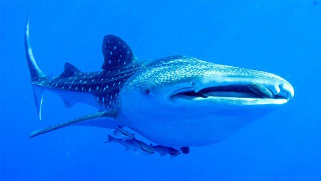 Balina Köpek Balıkları Hakkında Bilmeniz Gereken En Şaşırtıcı Gerçekler