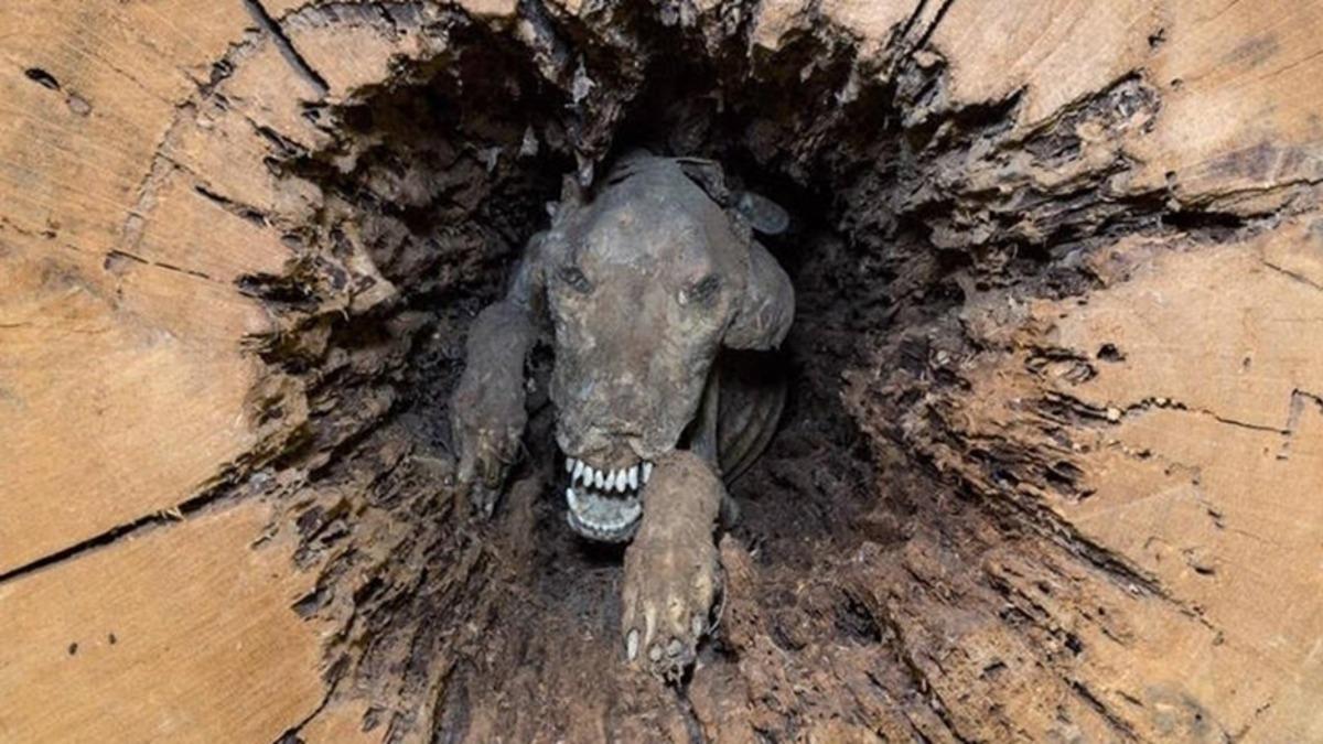 Sıkıştığı Ağacın Gövdesinde 50 Yıl Boyunca Kalarak Mumyalaşan Köpek: Stuckie