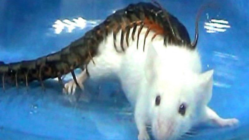 Araştırmacılar, Tek Isırıkla Kalbi Durduran Çıyanların Ölümcül Zehrini Keşfettiler