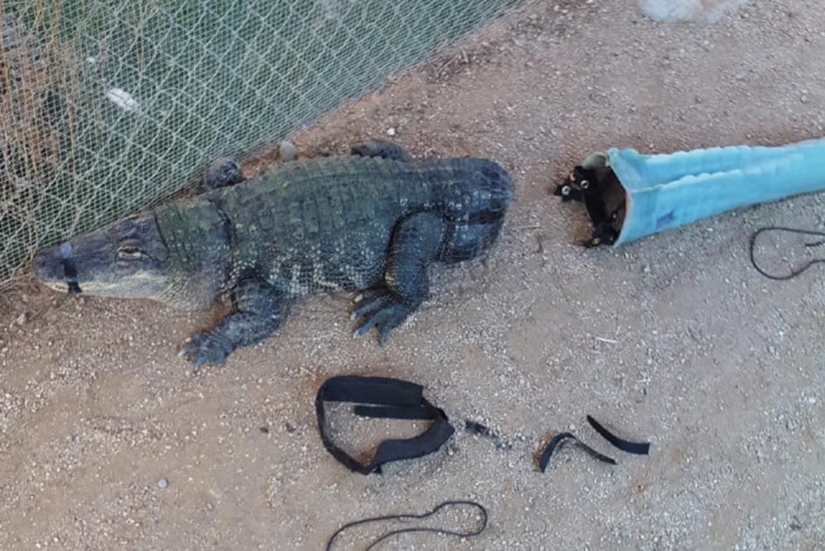 Kuyruğu Kopan Timsaha 3D Yazıcı ile Yapay Kuyruk Nakli Yapıldı