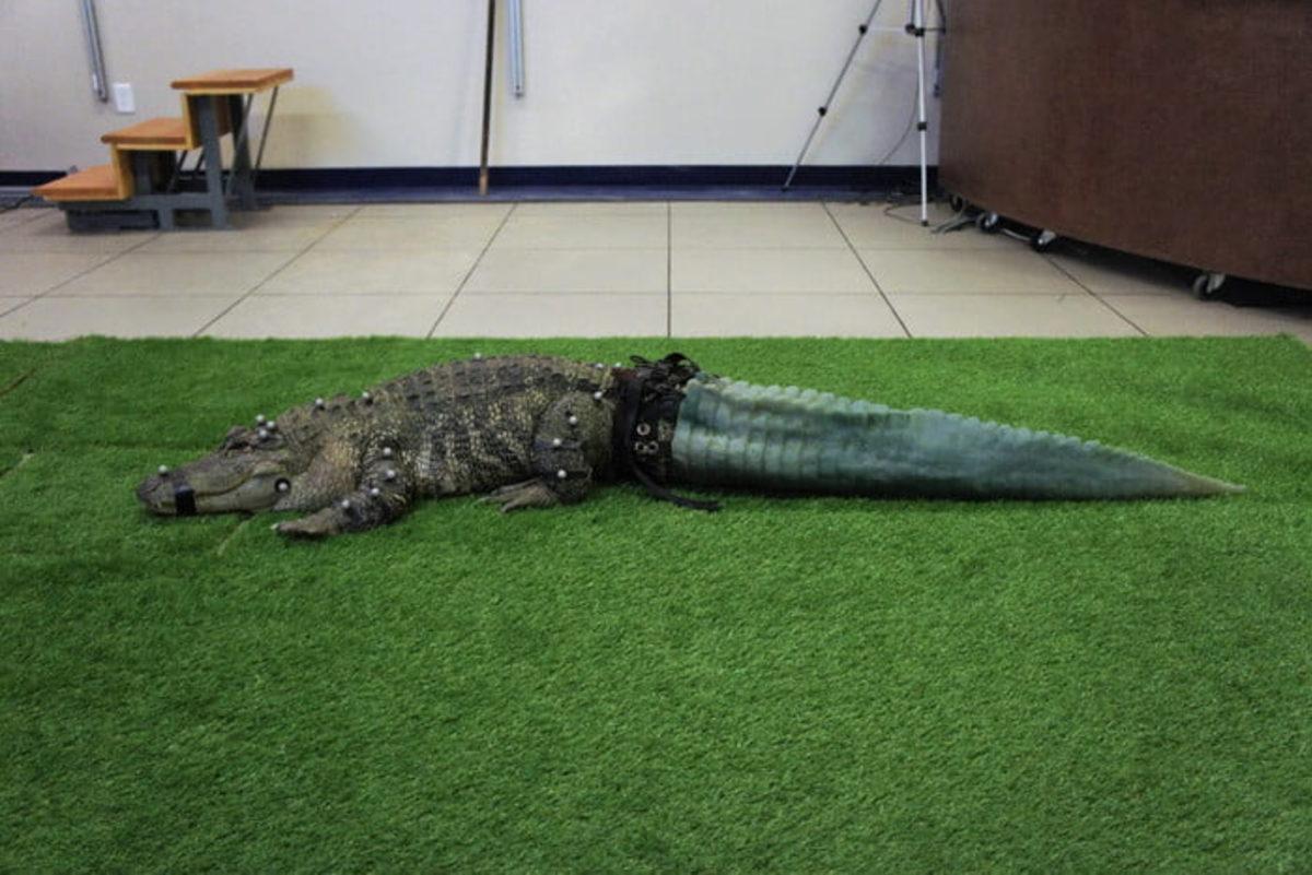 Kuyruğu Kopan Timsaha 3D Yazıcı ile Yapay Kuyruk Nakli Yapıldı