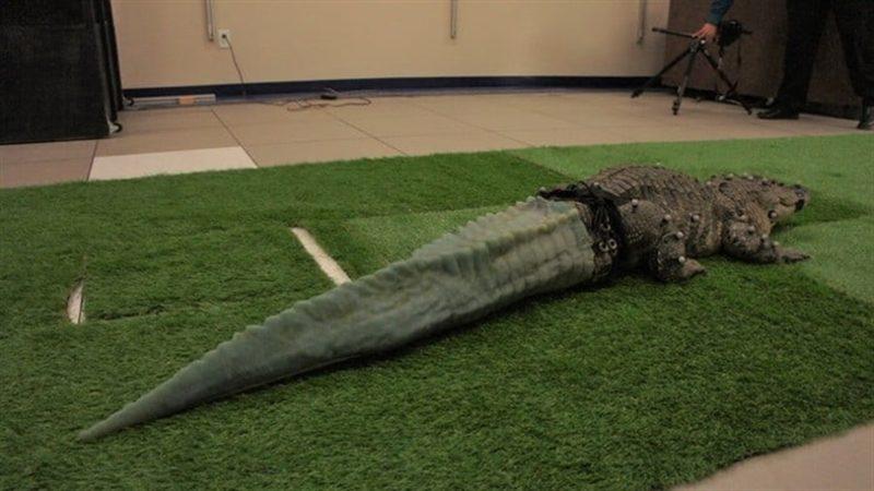 Kuyruğu Kopan Timsaha 3D Yazıcı ile Yapay Kuyruk Nakli Yapıldı