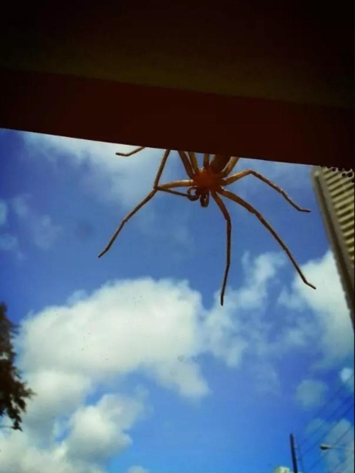 Örümceklerin Her Yerde Olabileceğini Kanıtlayan 23 Fotoğraf