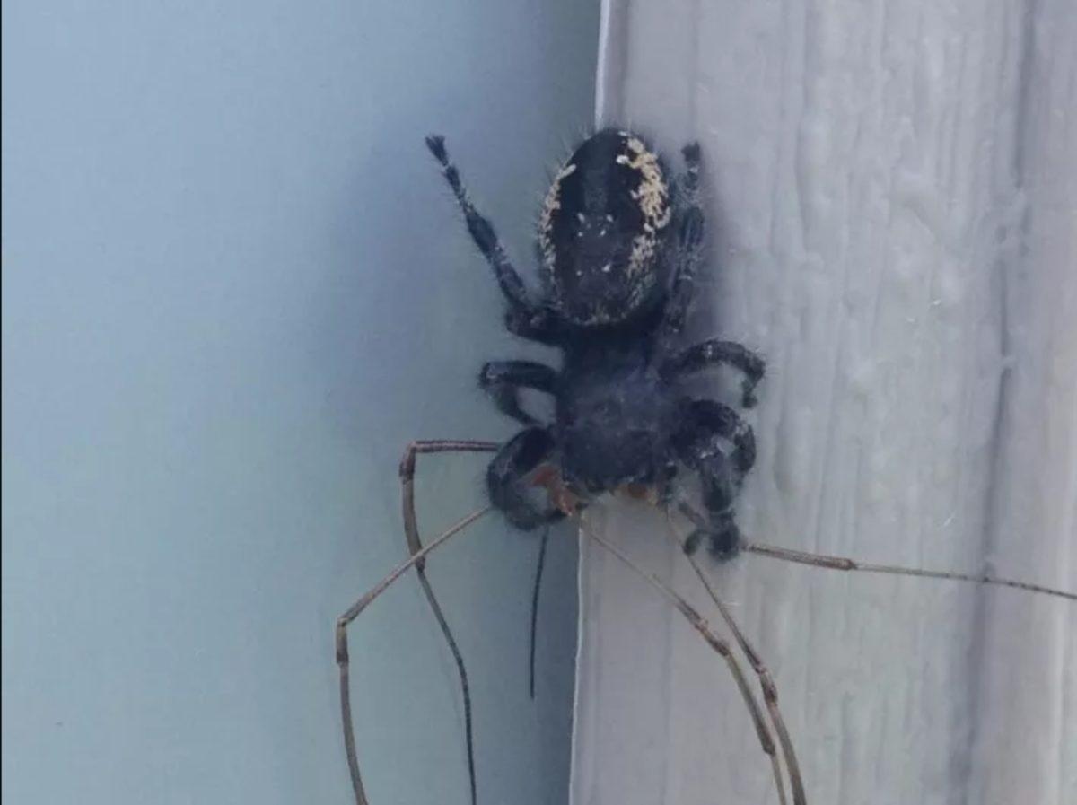 Örümceklerin Her Yerde Olabileceğini Kanıtlayan 23 Fotoğraf