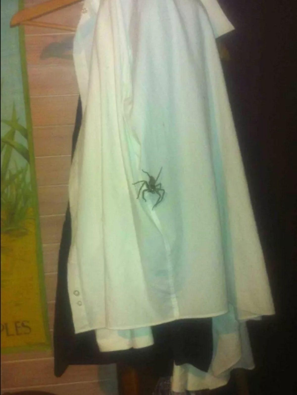 Örümceklerin Her Yerde Olabileceğini Kanıtlayan 23 Fotoğraf