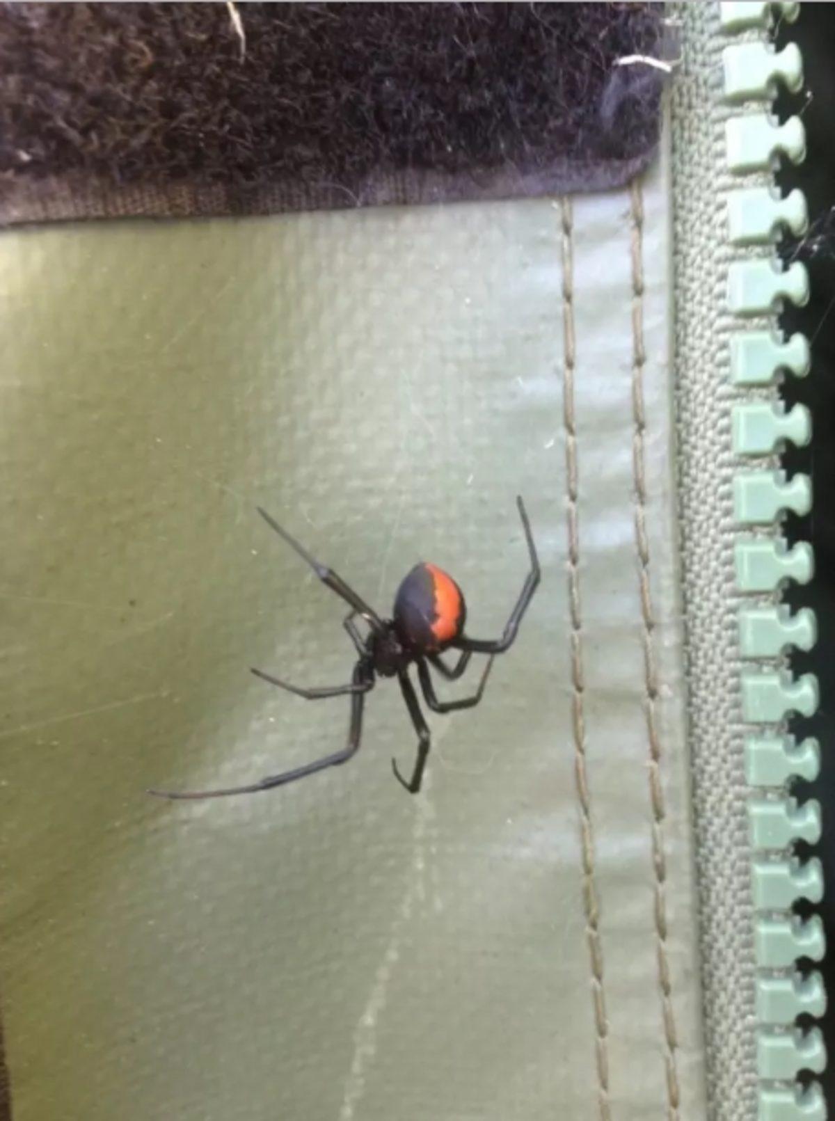 Örümceklerin Her Yerde Olabileceğini Kanıtlayan 23 Fotoğraf