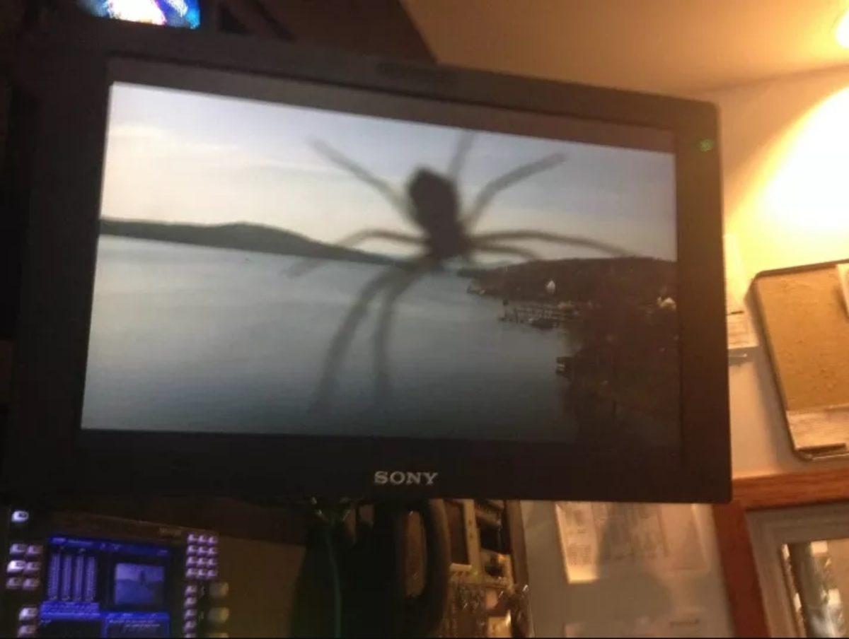 Örümceklerin Her Yerde Olabileceğini Kanıtlayan 23 Fotoğraf