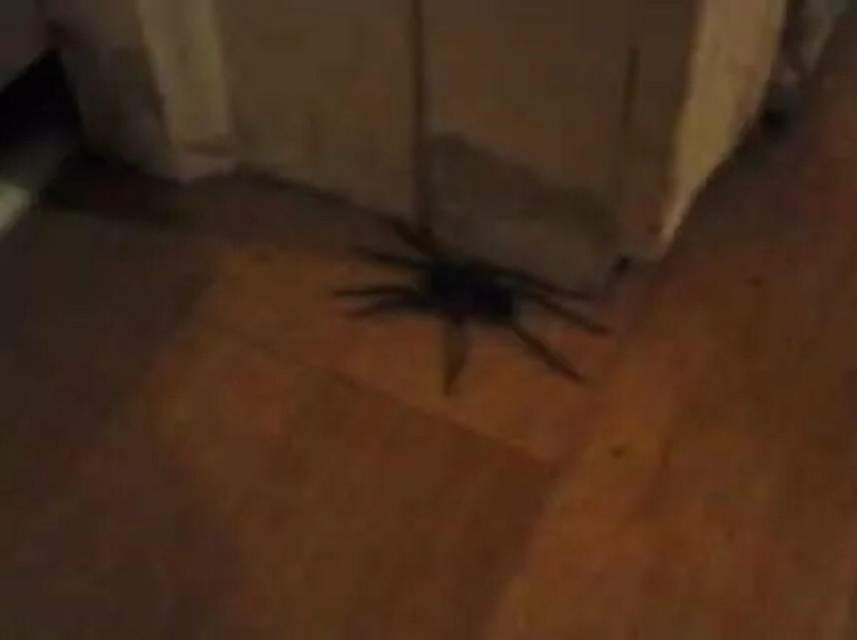 Örümceklerin Her Yerde Olabileceğini Kanıtlayan 23 Fotoğraf