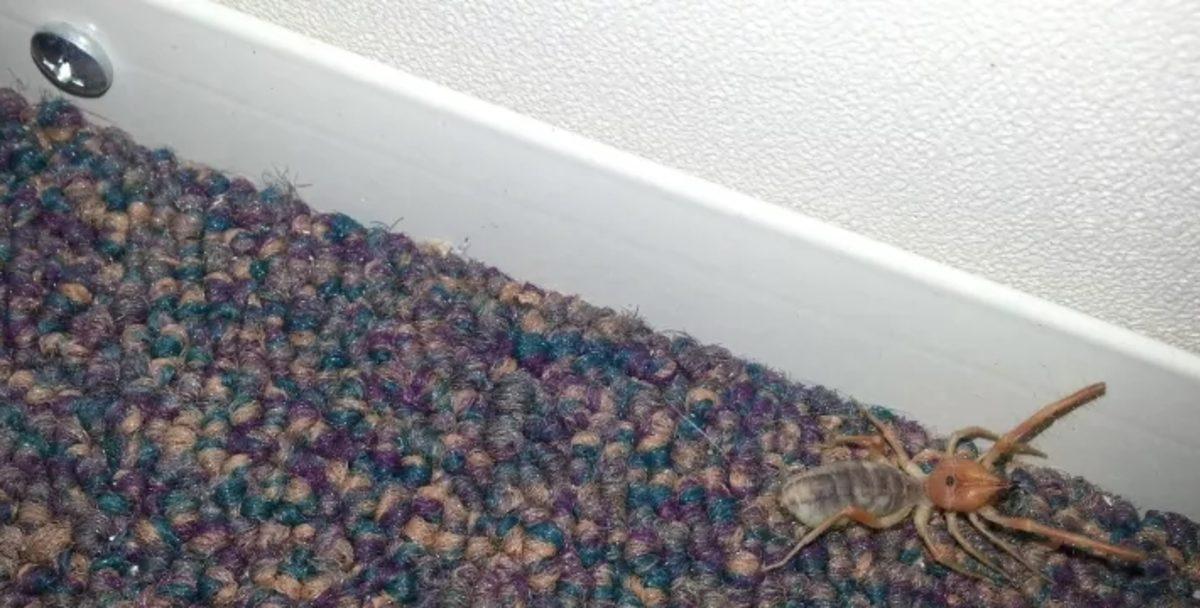 Örümceklerin Her Yerde Olabileceğini Kanıtlayan 23 Fotoğraf