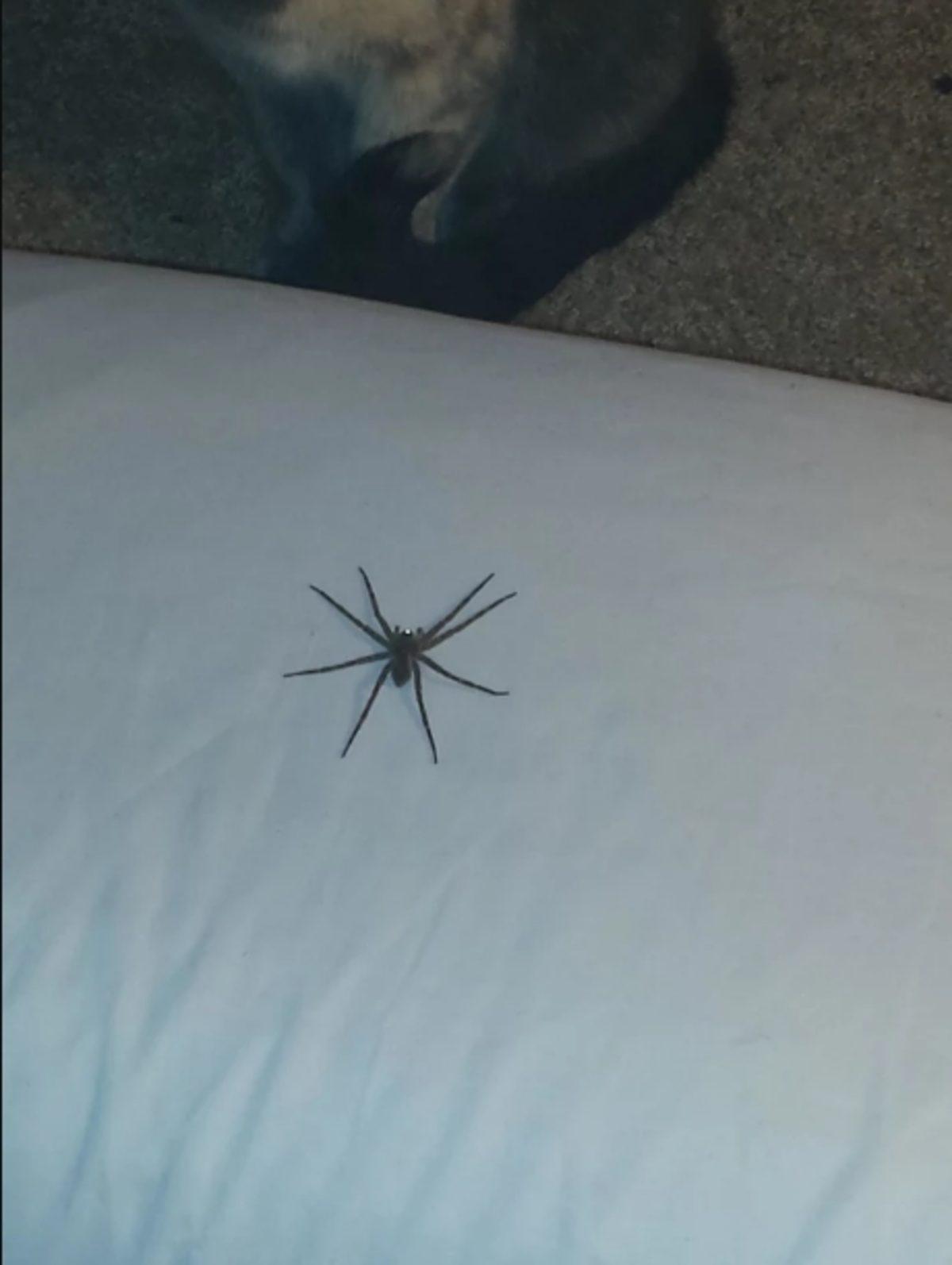 Örümceklerin Her Yerde Olabileceğini Kanıtlayan 23 Fotoğraf