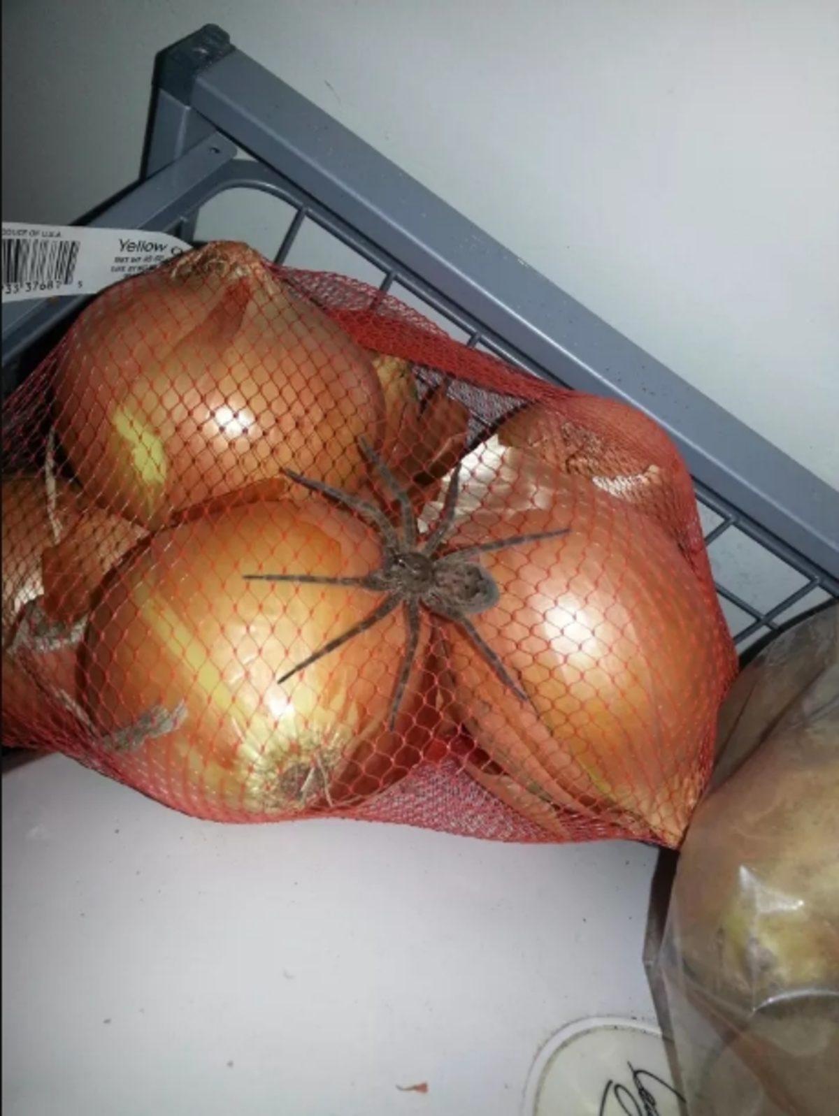 Örümceklerin Her Yerde Olabileceğini Kanıtlayan 23 Fotoğraf